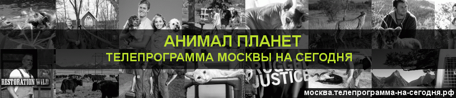 Телепрограмма на сегодня канала Анимал Планет, Москва