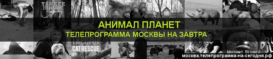 Телепрограмма на завтра канала Анимал Планет, Москва